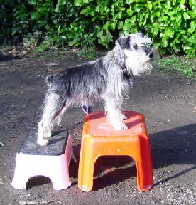 Contact Topjax Animal Therapies