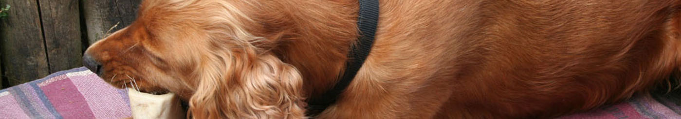 Cocker spaniel with bone