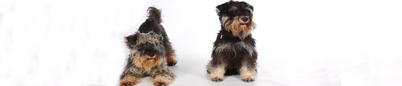 Two schnauzers
