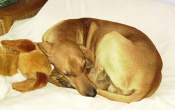 Topjax Animal Massage