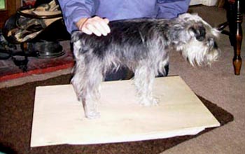 Topjax Animal Massage