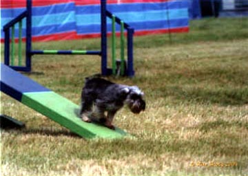 Agility Training